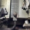 Daewoo Lynx 200L CNC lathe, 1996 - Image 3